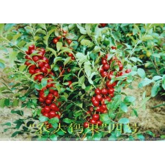 農大鈣果苗木農大4號、農大6號、’‘農大7號’樹苗【郵政發(fā)貨、10棵起發(fā)貨】