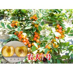 農大鈣果苗木農大4號、農大6號、’‘農大7號’樹苗【郵政發(fā)貨、10棵起發(fā)貨】