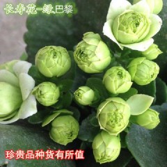 (帶花苞)重瓣長壽花 花卉綠植玫瑰月季綠蘿發(fā)財樹