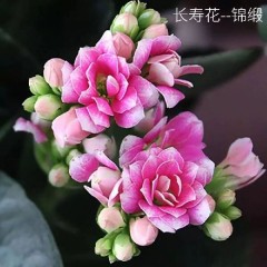 (帶花苞)重瓣長壽花 花卉綠植玫瑰月季綠蘿發(fā)財樹